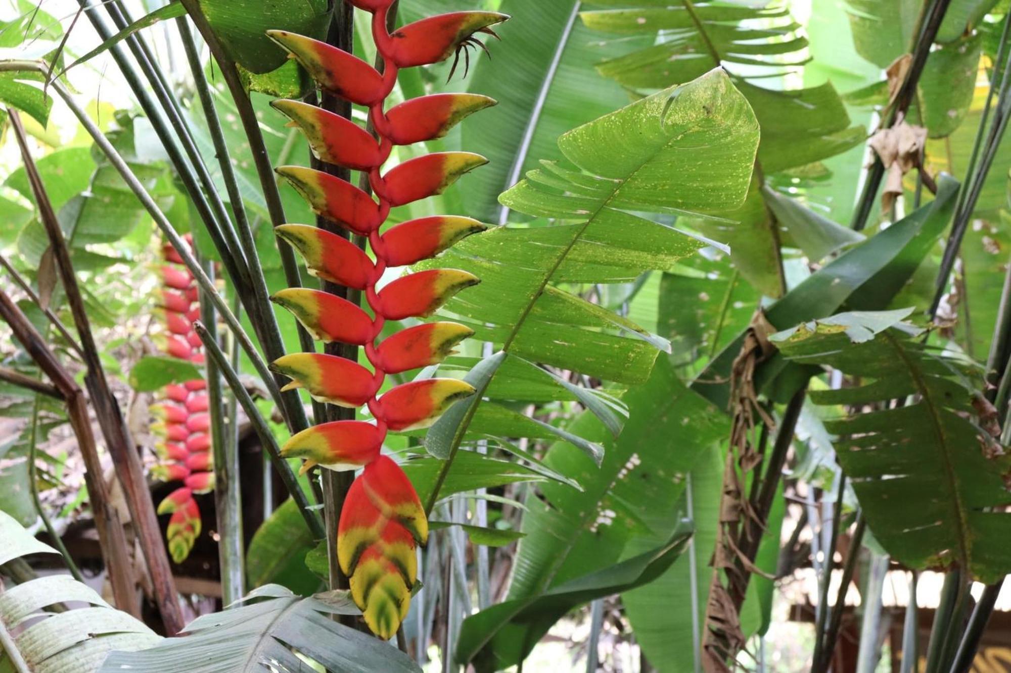 Hospedaje Ecologico Purma Wasi Tarapoto Exterior foto